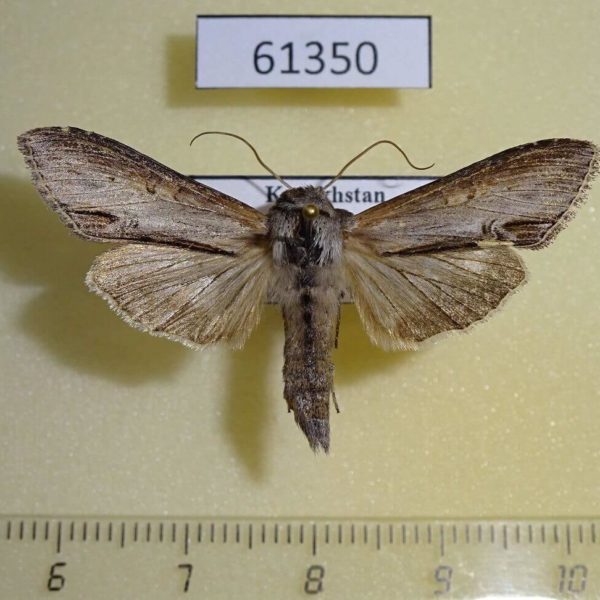 Noctuidae Cucullia asteris Kazakhstan