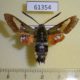 61354p Sphingidae Hemaris ducalis Kazakhstan $6