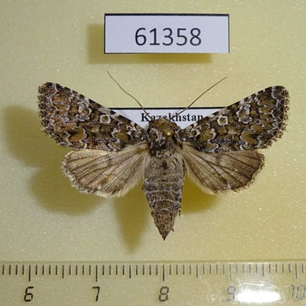 Noctuidae Hadena magnolii Kazakhstan