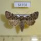 61358p Noctuidae Hadena magnolii Kazakhstan $12
