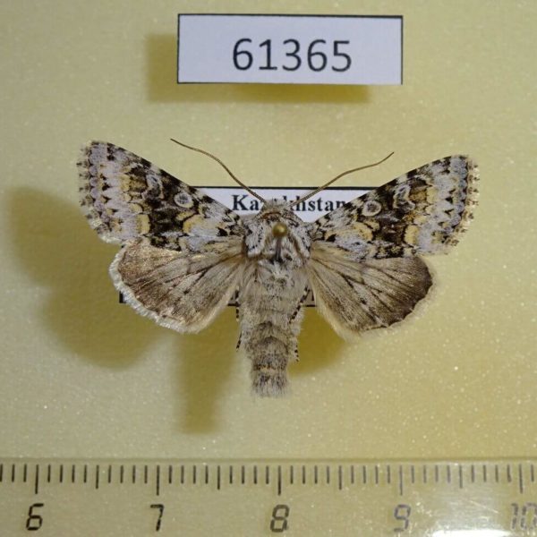 Noctuidae Hecatera bicolorata Kazakhstan