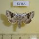 61365p Noctuidae Hecatera bicolorata Kazakhstan $12