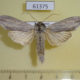 61375p Noctuidae Cucullia umbratica Kazakhstan $12