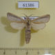 61386p Cossidae Phragmataecia castaneae Kazakhstan $8