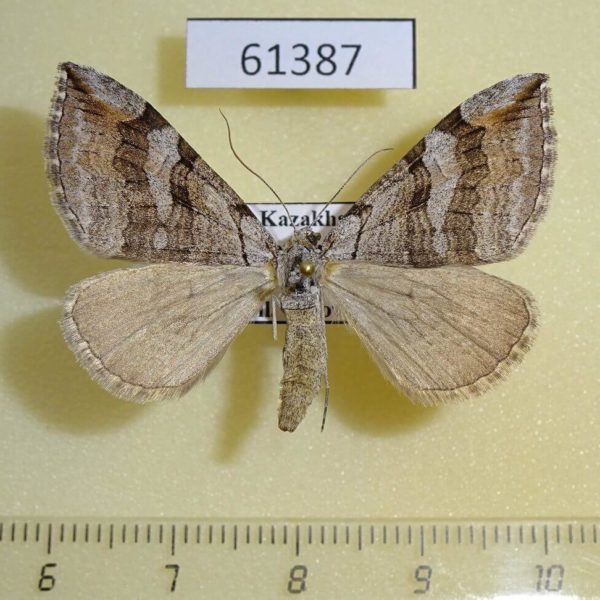 Geometridae Aplocera plagiata Kazakhstan