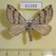 61388p Geometridae Aplocera plagiata Kazakhstan $3