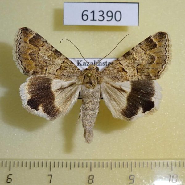 Noctuidae Drasteria flexuosa Kazakhstan