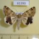61390p Noctuidae Drasteria flexuosa Kazakhstan $7