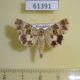61391p Noctuidae Armada clio Kazakhstan $10
