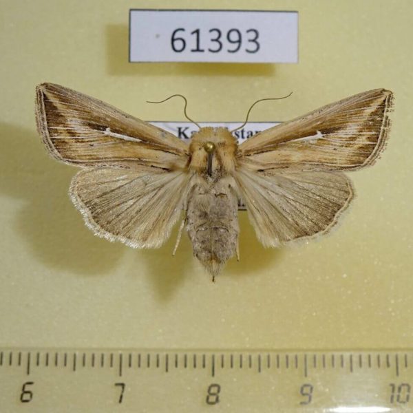 Noctuidae Mythimna l-album f Kazakhstan