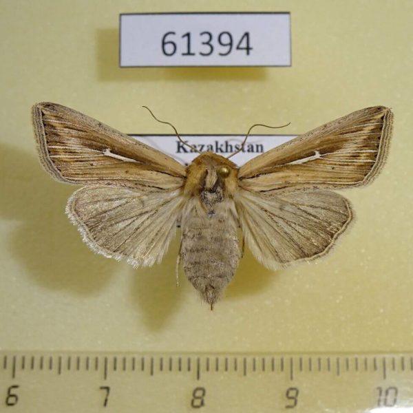Noctuidae Mythimna l-album f Kazakhstan