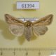 61394p Noctuidae Mythimna l-album f Kazakhstan $9