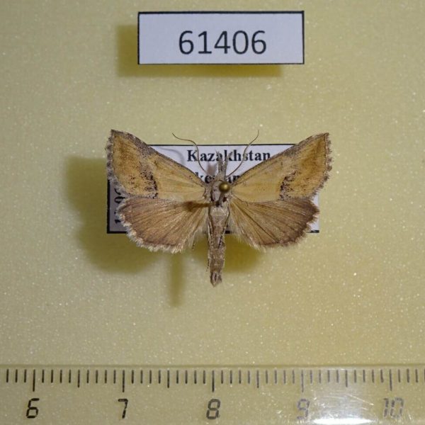 Noctuidae Zekelita ravalis Kazakhstan