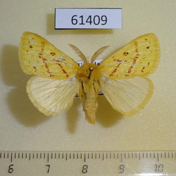 Lymantridae sp. Uganda
