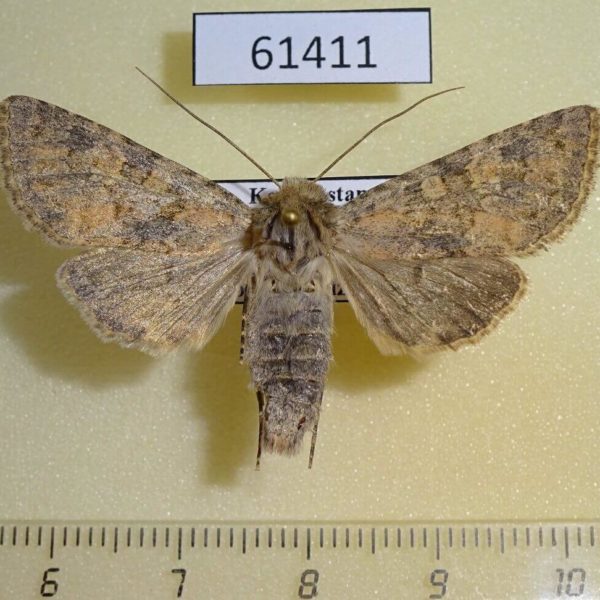 Noctuidae Bryopolia chamaelon f Kazakhstan