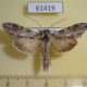 61419p Noctuidae Cucullia duplicata Kazakhstan $15