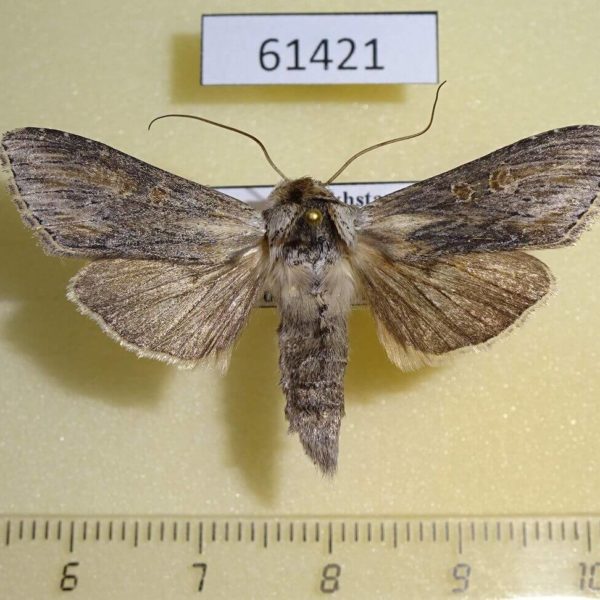Noctuidae Cucullia vicina Kazakhstan