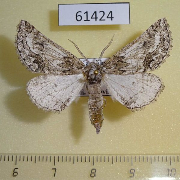 Geometridae Phaselia serrularia Kazakhstan