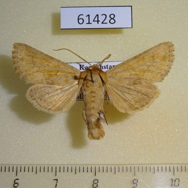 Noctuidae Conisania luteago Kazakhstan