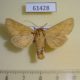 61428p Noctuidae Conisania luteago Kazakhstan $5