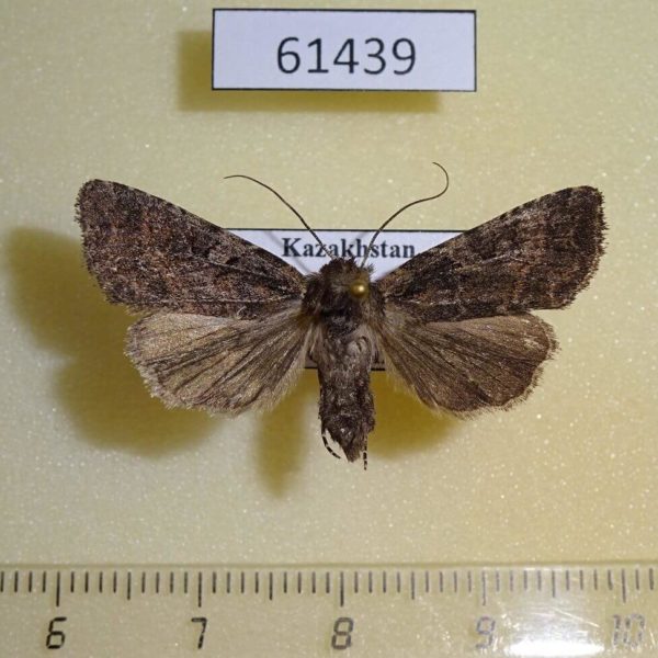 Noctuidae Xestia erschoffi f Kazakhstan