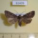 61439p Noctuidae Xestia erschoffi f Kazakhstan $20