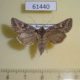 61440p Noctuidae Lasionycta orientalis f Kazakhstan $9