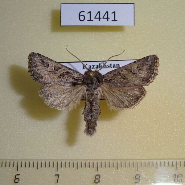 Noctuidae Lasionycta orientalis Kazakhstan