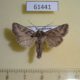 61441p Noctuidae Lasionycta orientalis Kazakhstan $8