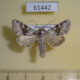 61442p Noctuidae Hecatera bicolorata Kazakhstan $12