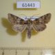 61443p Noctuidae Hadena karagaia Kazakhstan $10