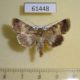61448p Noctuidae Oncocnemis beri Kazakhstan $30