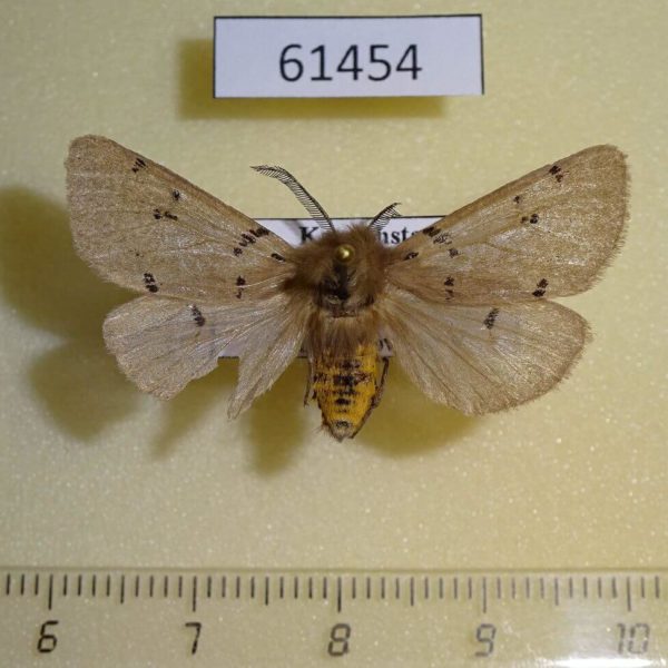 Arctiidae Eudiaphora turensis Kazakhstan