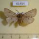 61454p Arctiidae Eudiaphora turensis Kazakhstan $8