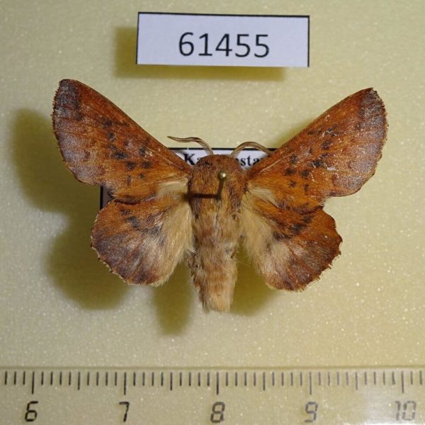 Lasiocampidae Phyllodesma tremulifolium gemela Kazakhstan