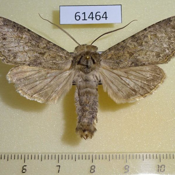 Noctuidae Polia serratilinea spallax Kazakhstan