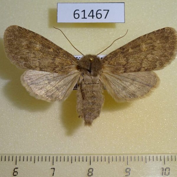 Noctuidae Dasypolia templi f centralasiae Kazakhstan