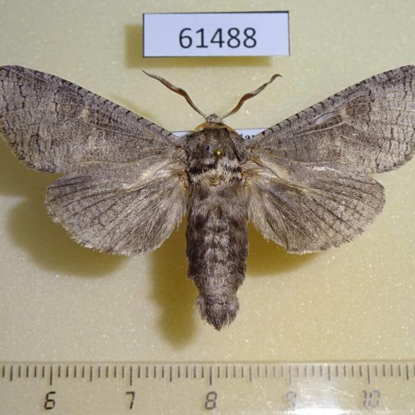 Cossidae Cossus bohatchi Kazakhstan