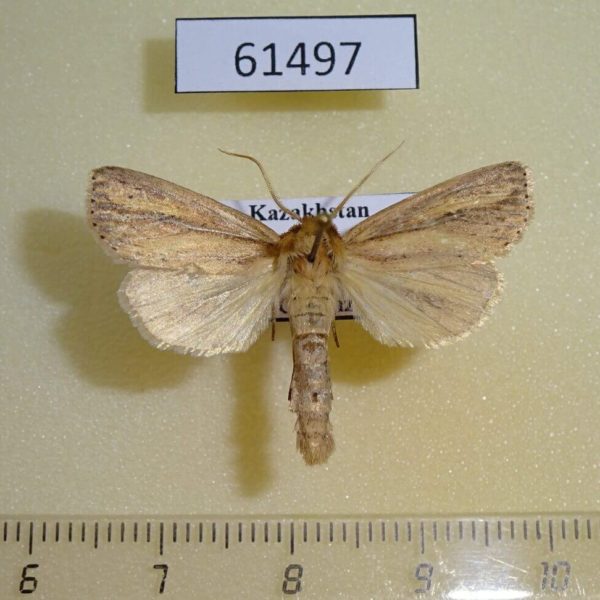Noctuidae Globia sparganii Kazakhstan