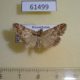 61499p Crambidae Evergestis sp. Kazakhstan $4