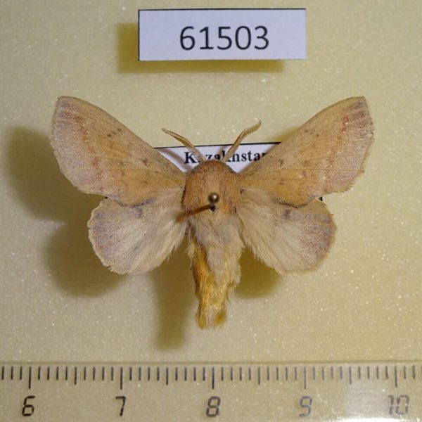 Lasiocampidae Phyllodesma ambiqua Kazakhstan