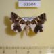 61504p Noctuidae Drasteria sesquistria Kazakhstan $25