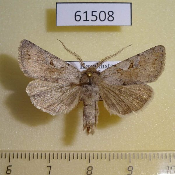 Noctuidae Xestia senescens Kazakhstan