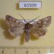 61509p Noctuidae Xestia senescens Kazakhstan $15