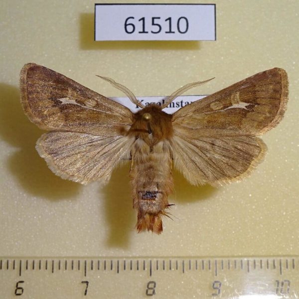 Noctuidae Cerapteryx megala Kazakhstan