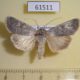 61511p Noctuidae Euxoa plumbina Kazakhstan $25