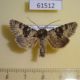 61512p Noctuidae Bryoxena centralasiae Kazakhstan $15