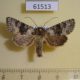 61513p Noctuidae Bryoxena centralasiae Kazakhstan $13