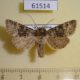 61514p Noctuidae Bryoxena centralasiae Kazakhstan $10