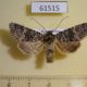 61515p Noctuidae Bryoxena centralasiae Kazakhstan $15